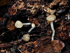 Vibrissea dura