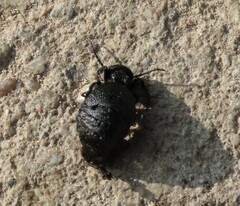 Meloe rugosus