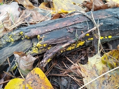 Calycina citrina