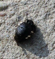 Meloe rugosus