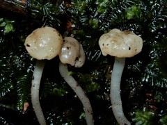 Vibrissea dura