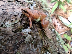 Craugastor mexicanus