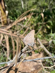 Pseudolycaena marsyas