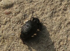 Meloe rugosus