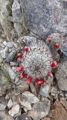 Mammillaria grahamii