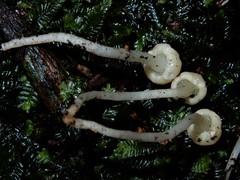 Vibrissea dura