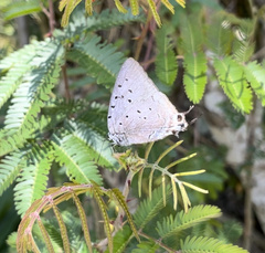 Pseudolycaena marsyas