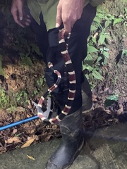 Rhinobothryum bovallii image