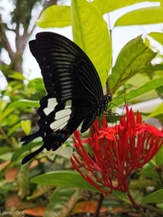 Papilio iswara