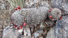 Mammillaria grahamii