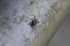 Mechistocerus