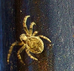 Larinioides patagiatus