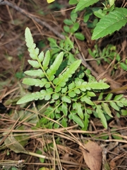 Sceptridium biternatum