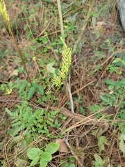 Sceptridium biternatum