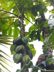 Vasconcellea pubescens