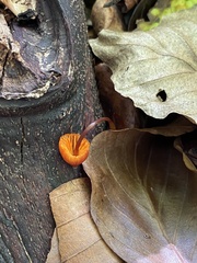 Mycena crocata