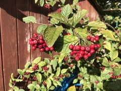 Cotoneaster rehderi