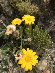 Osteospermum junceum