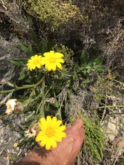 Osteospermum junceum