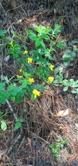 Genista monspessulana