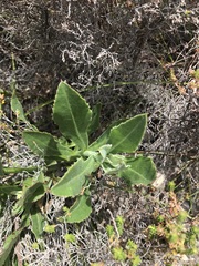 Osteospermum junceum