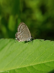 Catopyrops ancyra