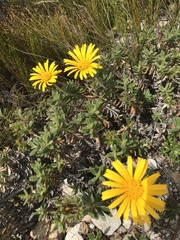Berkheya barbata