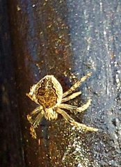 Larinioides patagiatus