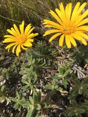 Berkheya barbata