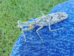 Gonatista grisea