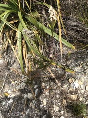 Spatalla racemosa