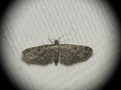 Eupithecia icterata