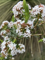 Leucopogon assimilis