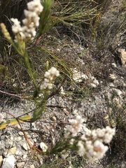 Spatalla racemosa