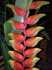 Heliconia rostrata