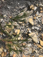 Spatalla racemosa