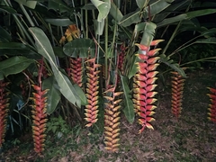 Heliconia rostrata