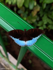 Tanaecia iapis