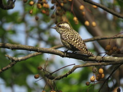 Dryobates mixtus
