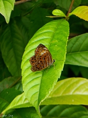 Laxita thuisto