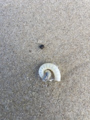 Spirula spirula