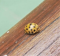 Henosepilachna vigintioctopunctata