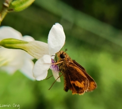 Oriens paragola