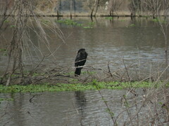 Nannopterum brasilianum