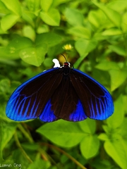 Pompelon marginata