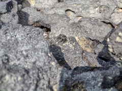 Pachygrapsus transversus