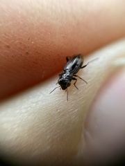 Notiophilus quadripunctatus