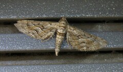 Eupithecia oxycedrata