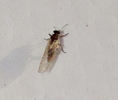 Euceraphis