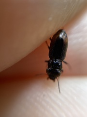 Notiophilus quadripunctatus